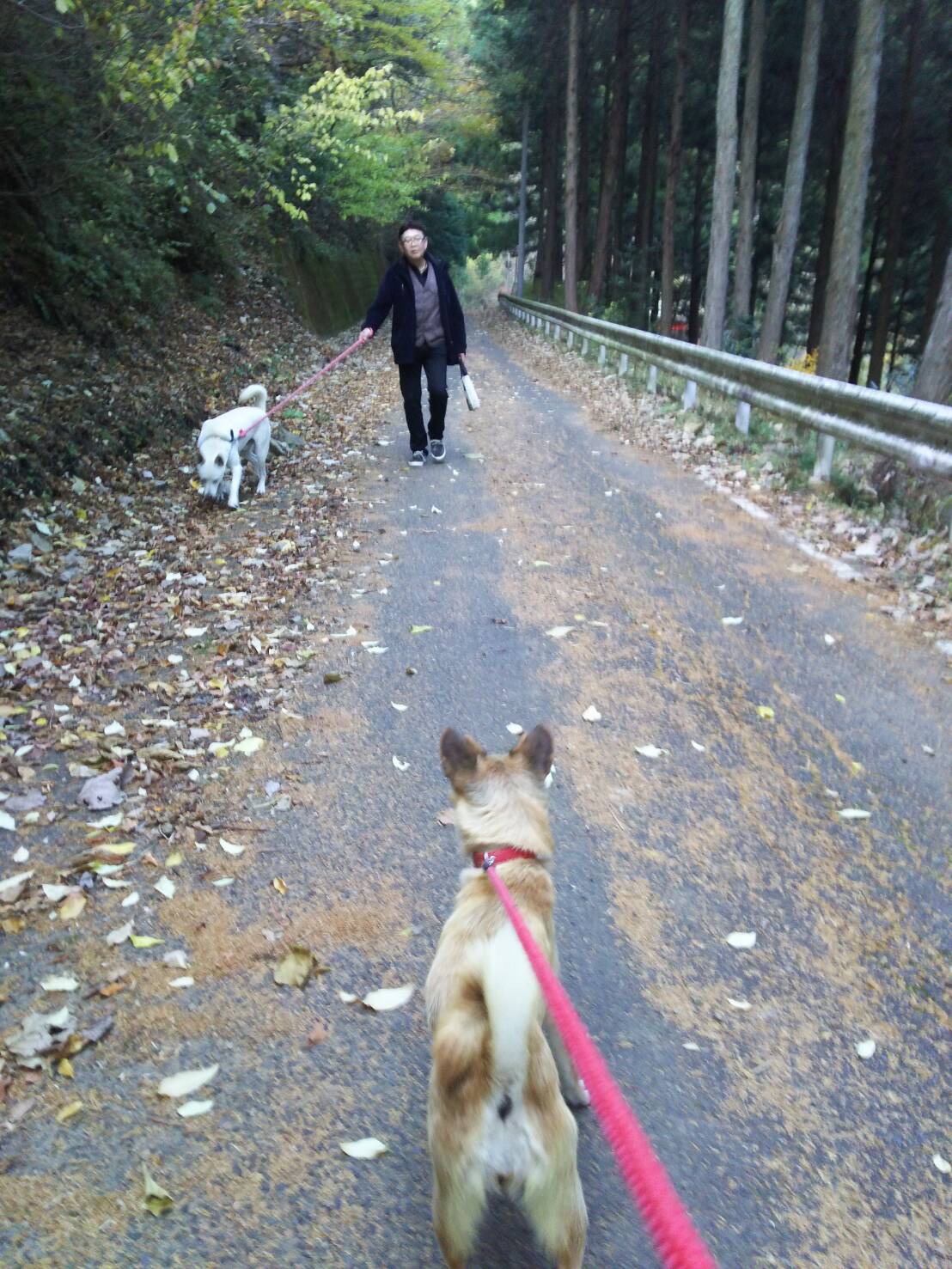 お散歩ボランティアもしました